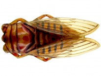 Art Nouveau Carved Horn Cicada Insect Brooch