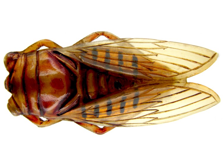 Art Nouveau Carved Horn Cicada Insect Brooch