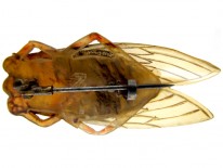 Art Nouveau Carved Horn Cicada Insect Brooch