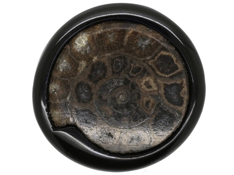 Victorian Jet &Fossil Ammonite Brooch